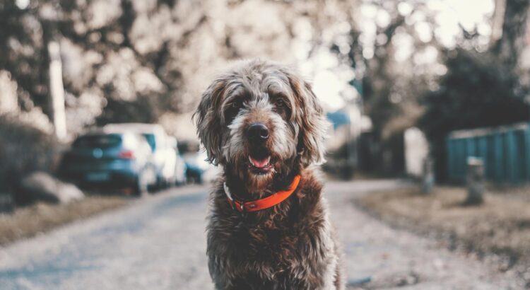 Les Millennials et leur animal de compagnie, quelle réalité en 2020 ?