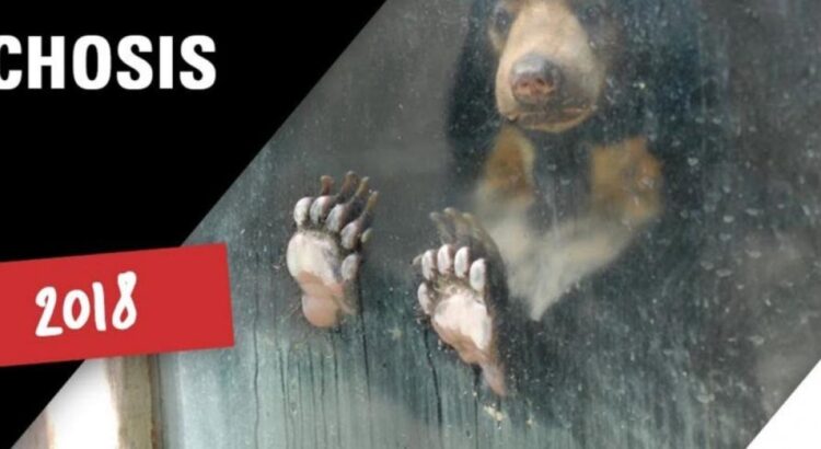 Instagram : Les animaux d'un zoo passent en mode boomerang pour éveiller les consciences