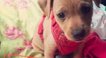 Tinder, outil marketing pour l'opération #PuppyLove, qui propose d’adopter des chiens plutôt que de trouver l’amour