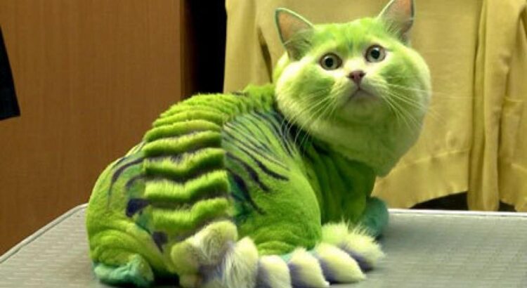 Les chats, atout cute...ou pas !