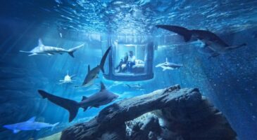 Airbnb invite les jeunes à dormir au milieu de requins en plein Paris, lexpérience ultime ?