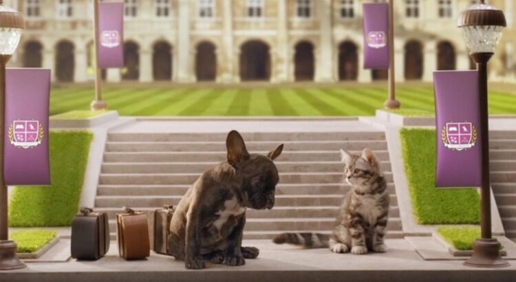 Whiskas mise sur des chats et l'esprit Erasmus pour séduire les jeunes