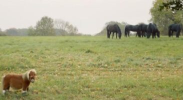 Amazon mise sur un poney tout mignon pour séduire les jeunes