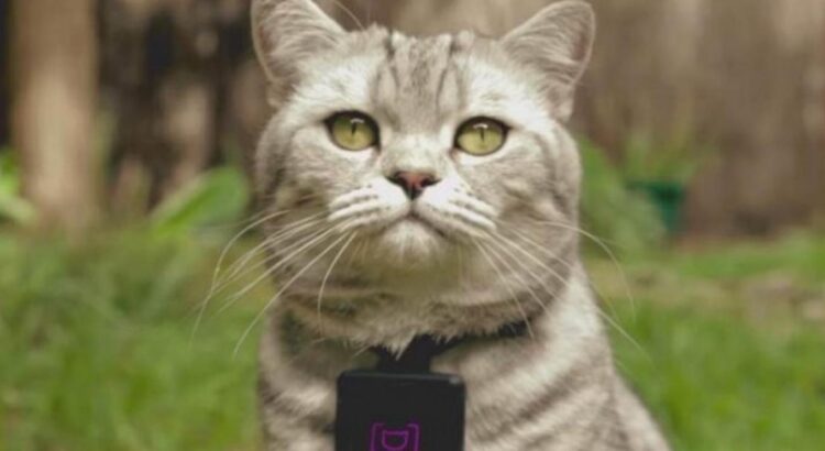 Les chats à l'honneur !