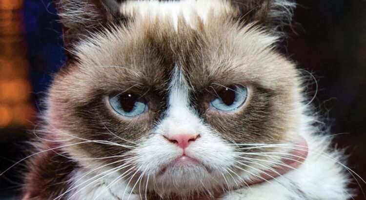 Grumpy Cat, l’idole du GIF.