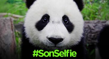WWF : Snapchat et le selfie au cœur de la campagne de sensibilisation "Don’t let this be my #lastselfie"